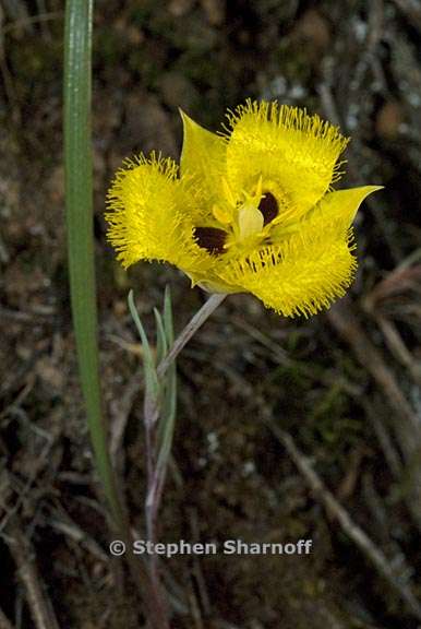 calochortus monophyllus 5 graphic